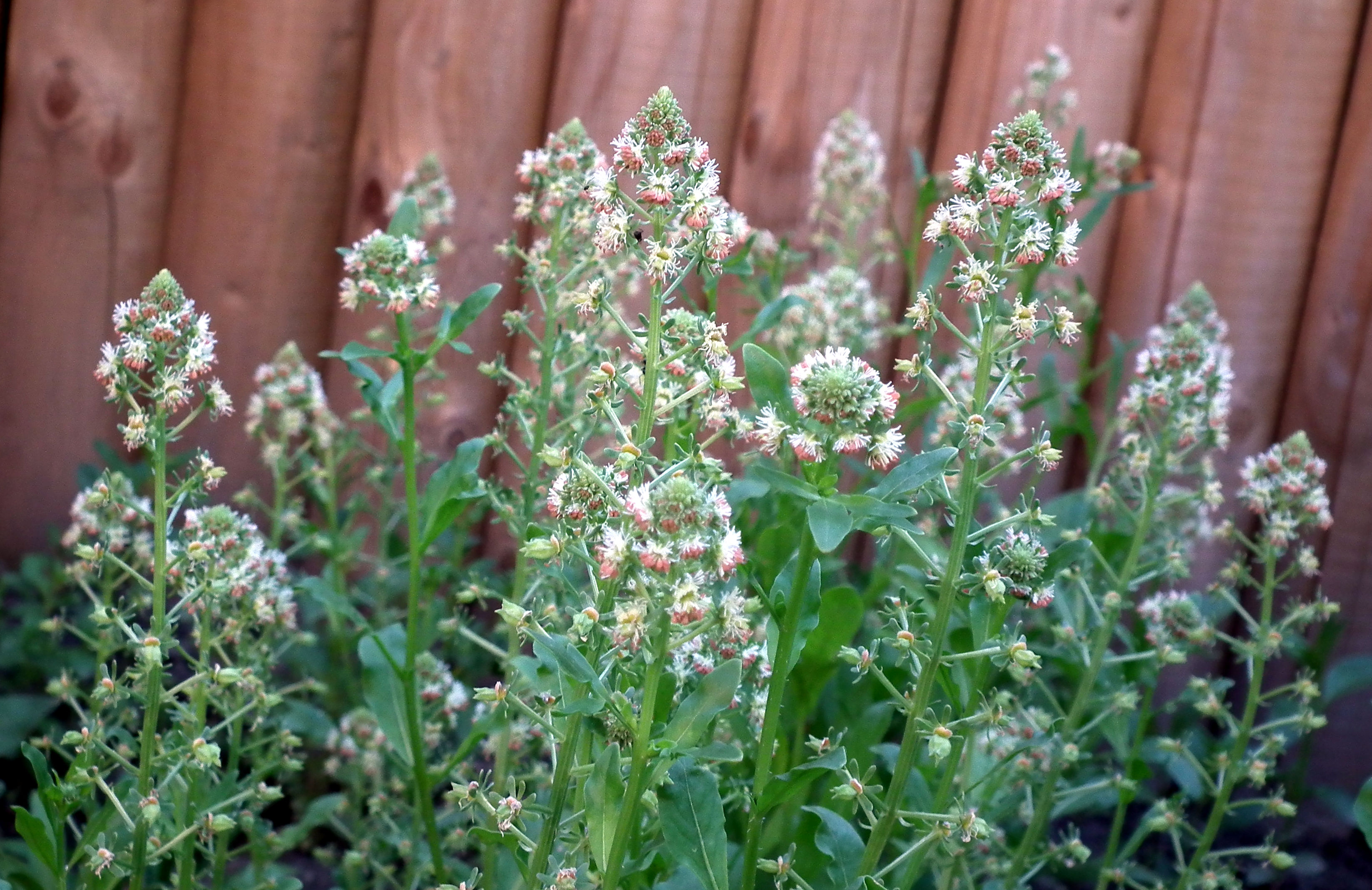 GartenResede Reseda odorata Bienenroute